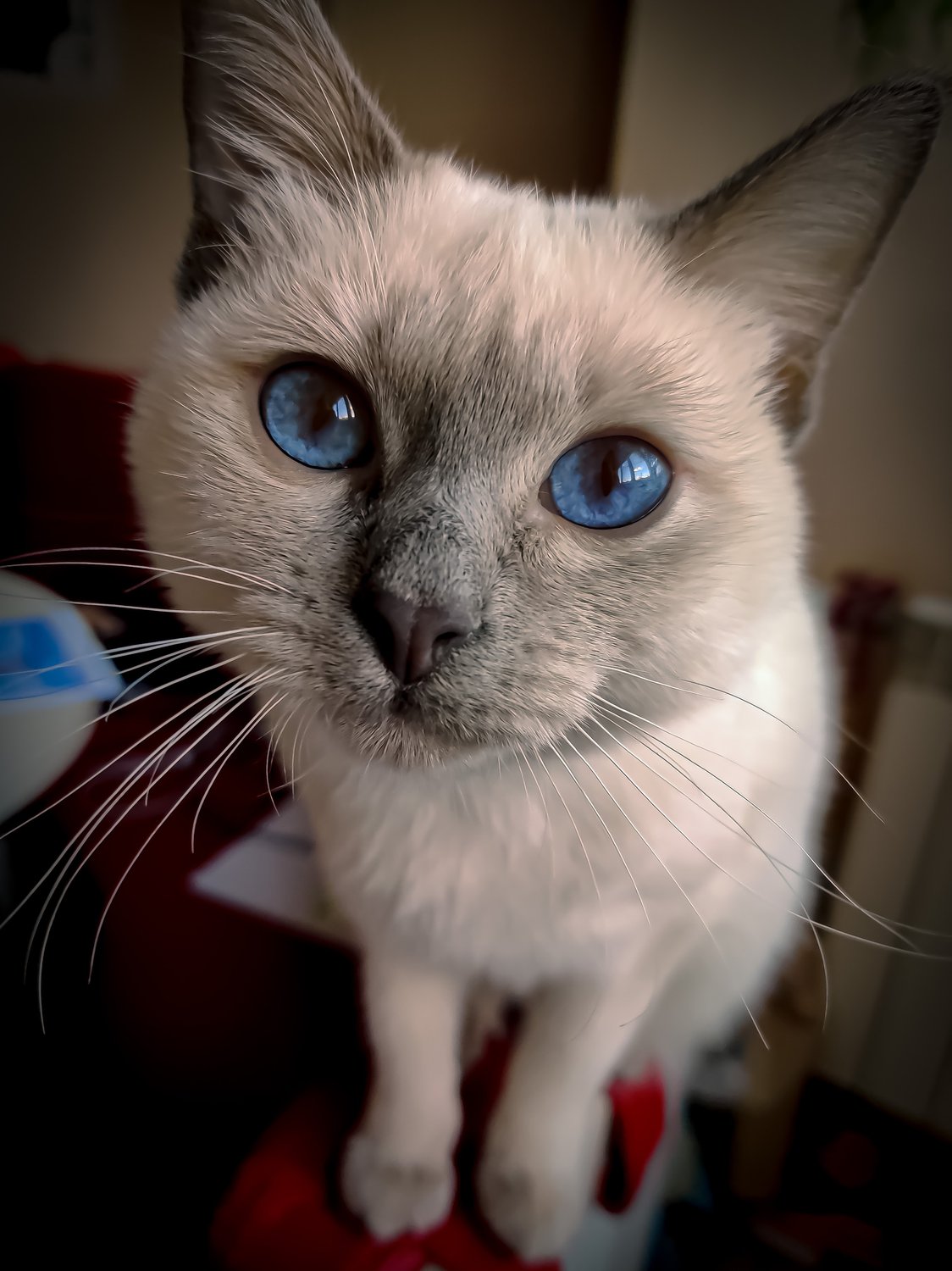 Блондинка с голубыми глазами