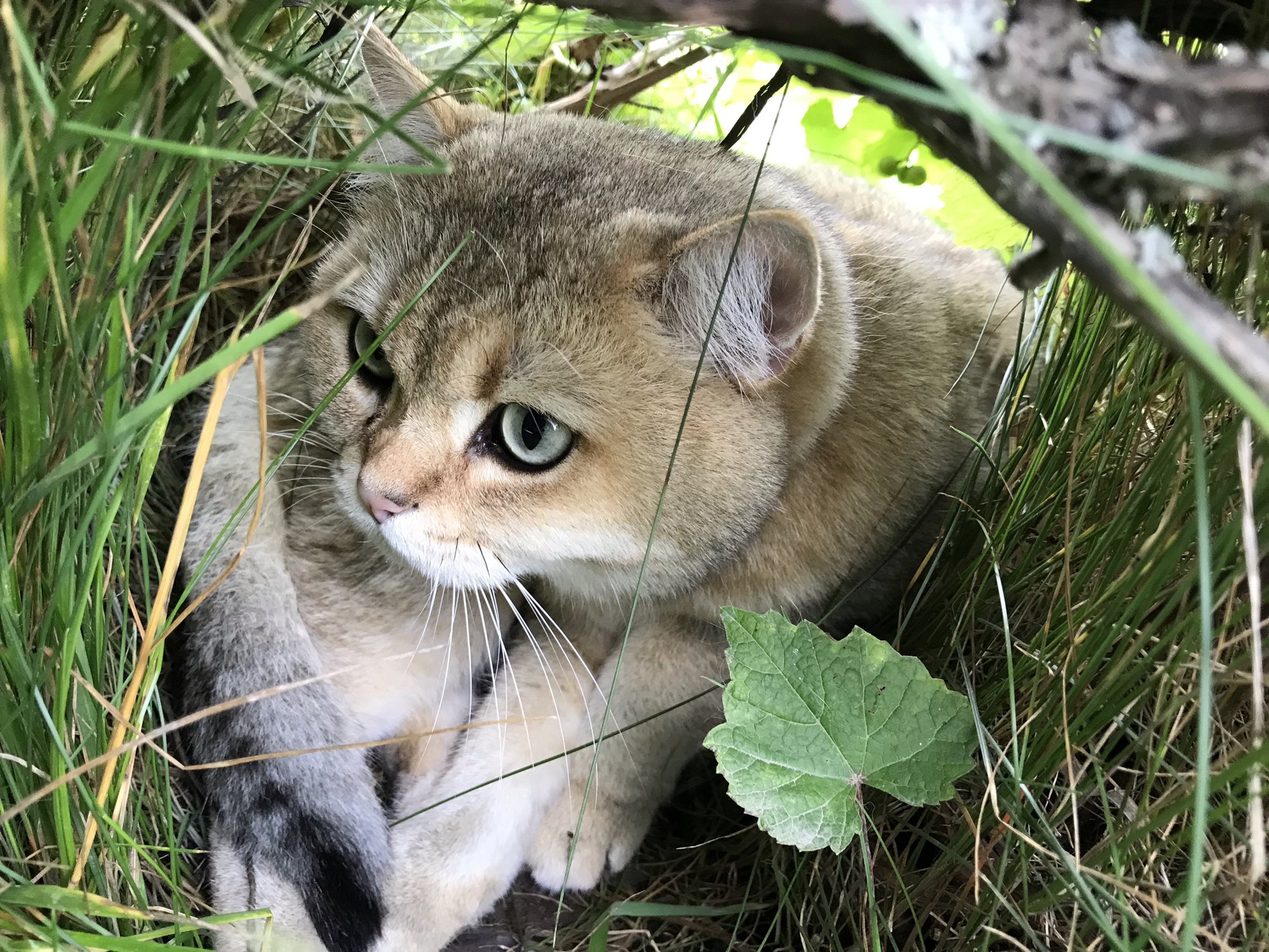 Кукушонок фото прикольные