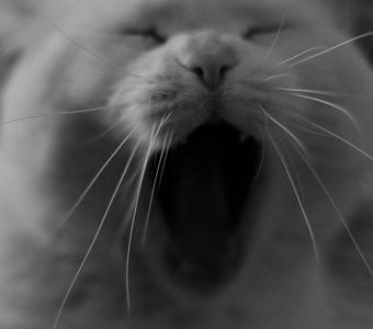 Не выспался