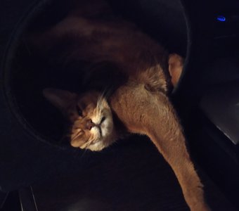 Круглые сны