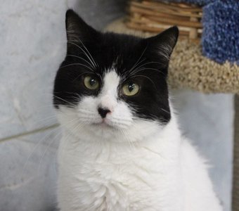 Милош, черный нос)