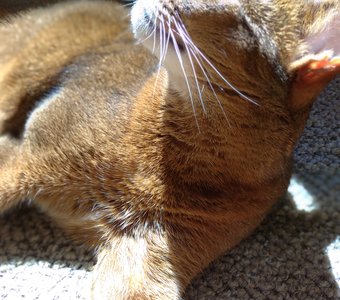 Встречай весну