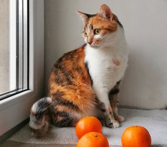 Оранжевое настроение