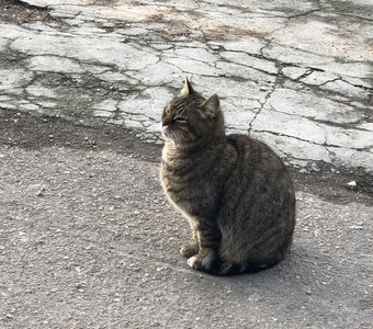 Балаклавский котик