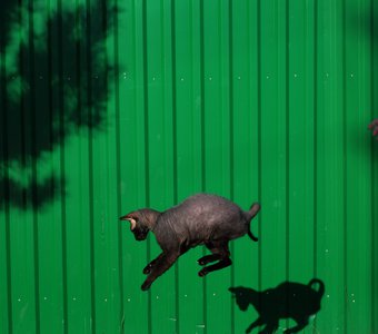 Кошачий полёт