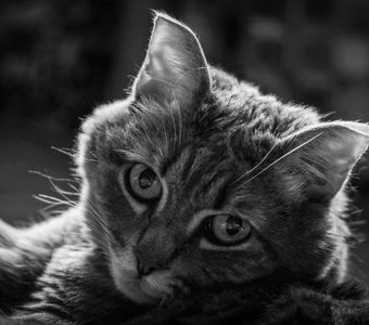 Задумчивый кот