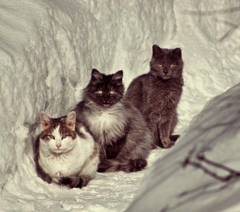 Деревенские жители