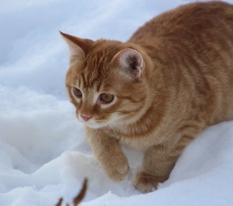 Зимние забавы