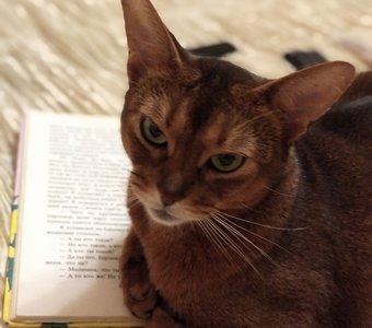 Прочитал? Пересказывай