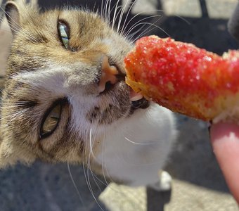 Сладкоежка