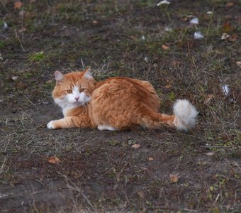 Персик - осенний кот