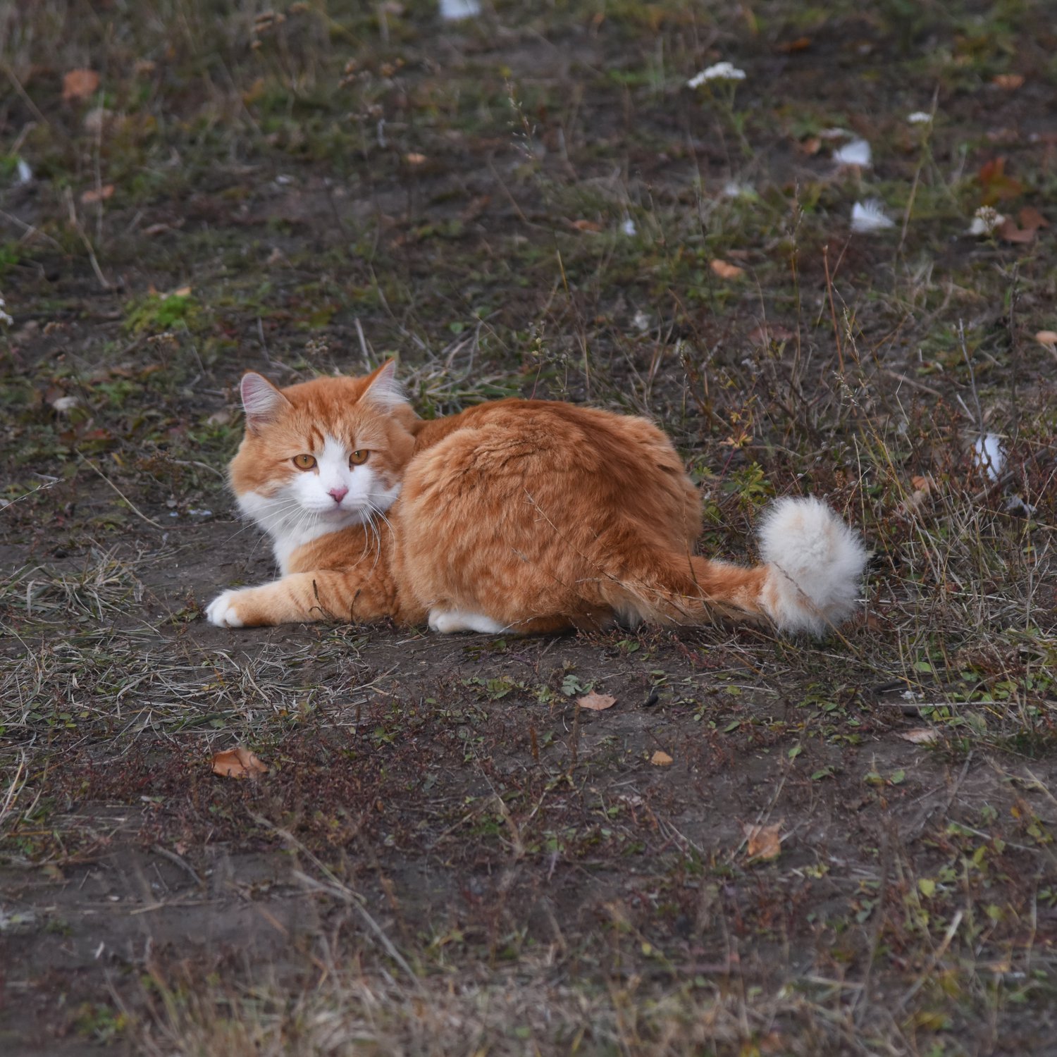 Персик — осенний кот