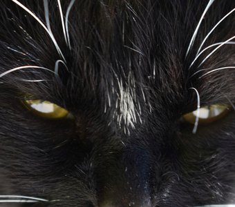 Серьёзный хищник