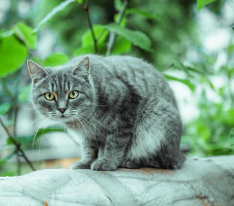 Дикий кот... ну почти