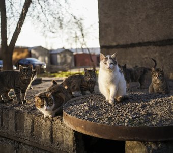 Тамбовские уличные кошки