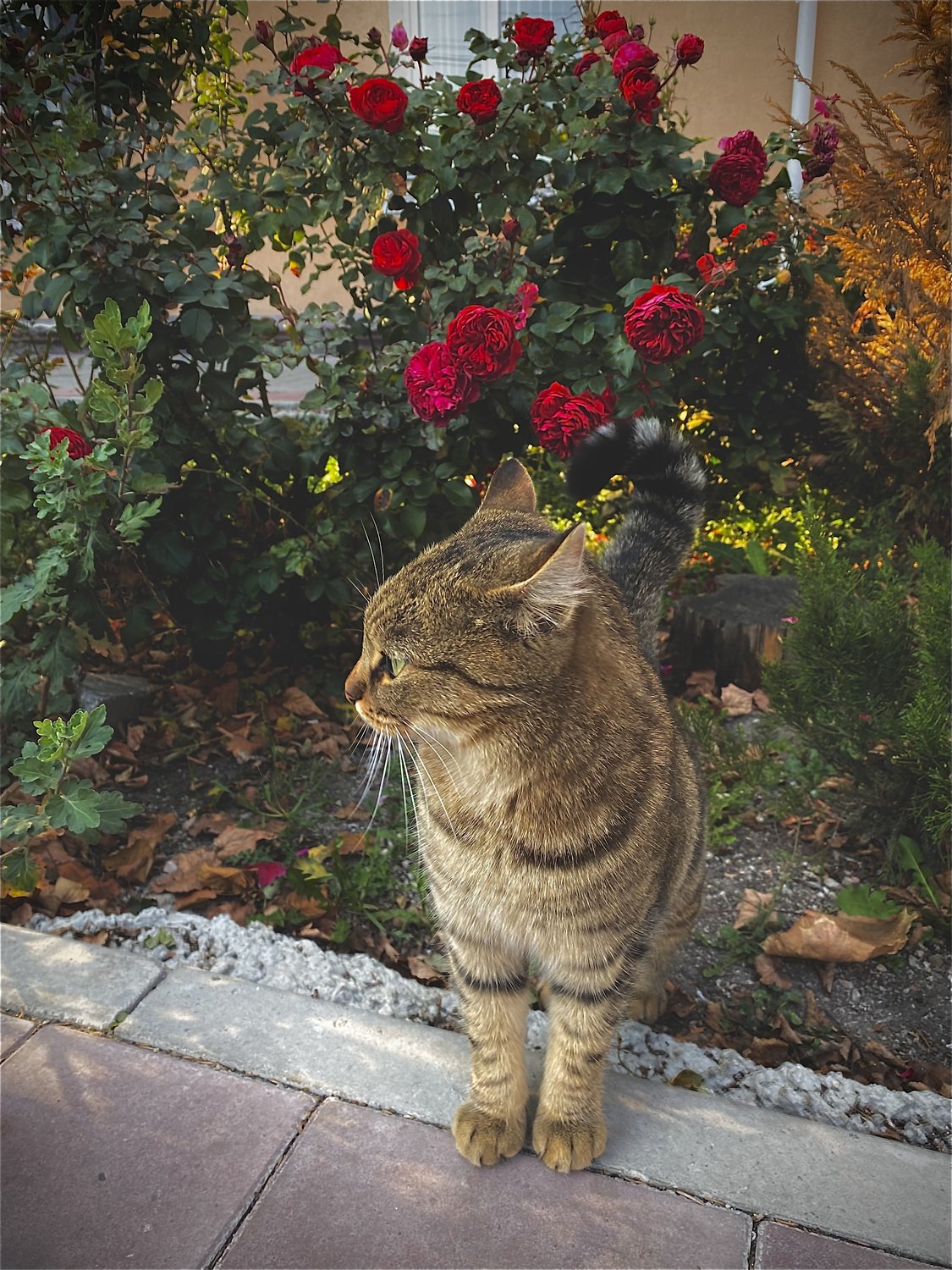 Красота в простоте