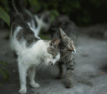 Кошачья нежность