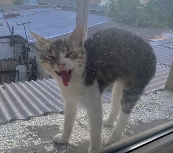 Мистер соня