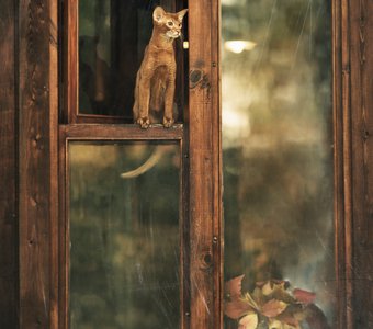 Манящий запах свободы