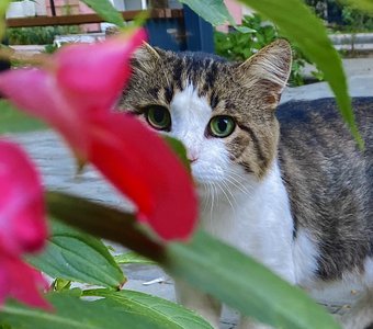 Мисс неожиданность