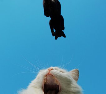 Кошачья гравитация