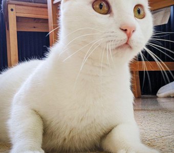 Кто сказал мяу