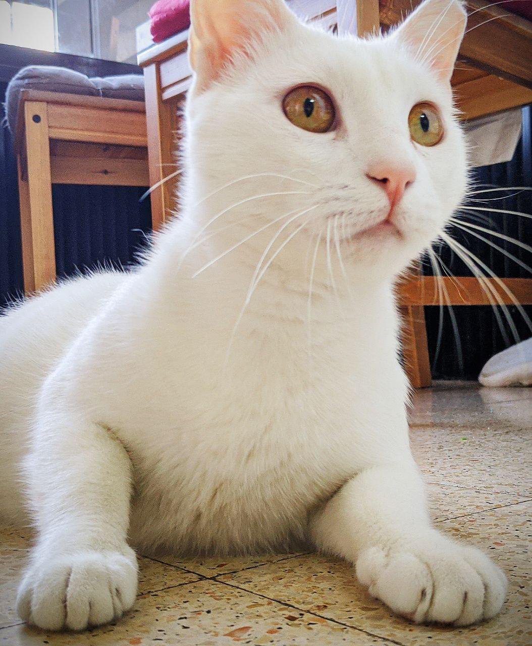 Кто сказал «Mяу»?