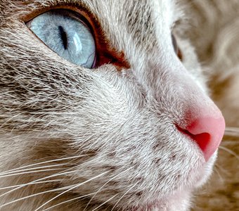 Груша в профиль