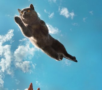 Гравитация лета