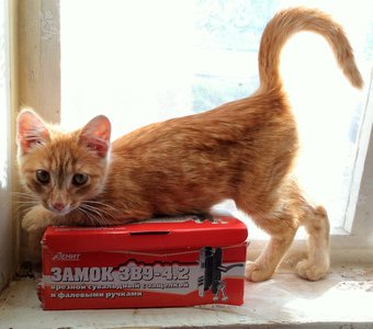 Рыжий малыш