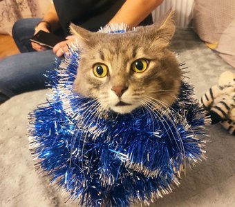 Кот - Ашот в предвкушении праздника .