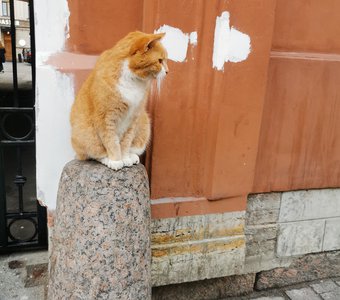 Кот стар, как прекрасныц город, под Названием Санкт-Петербург