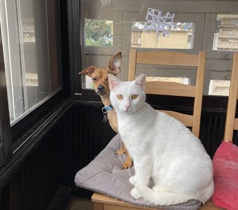 Я и моя тень