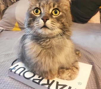 Я Кот - Ашот, и я ищу дом