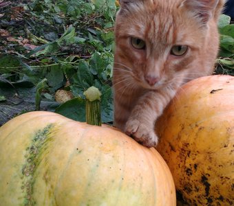 Рыжик с тыквами