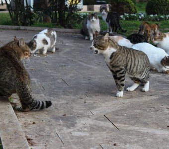 Турецкие тигры