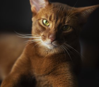 Давай поговорим!