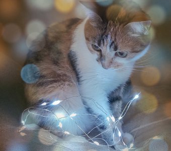 Кошка Мышка и огоньки