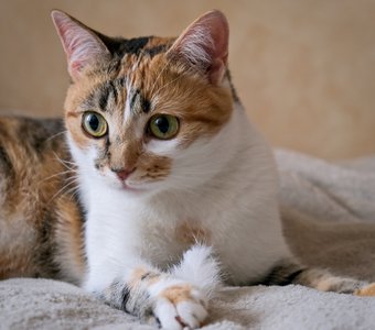 Удивленная кошка