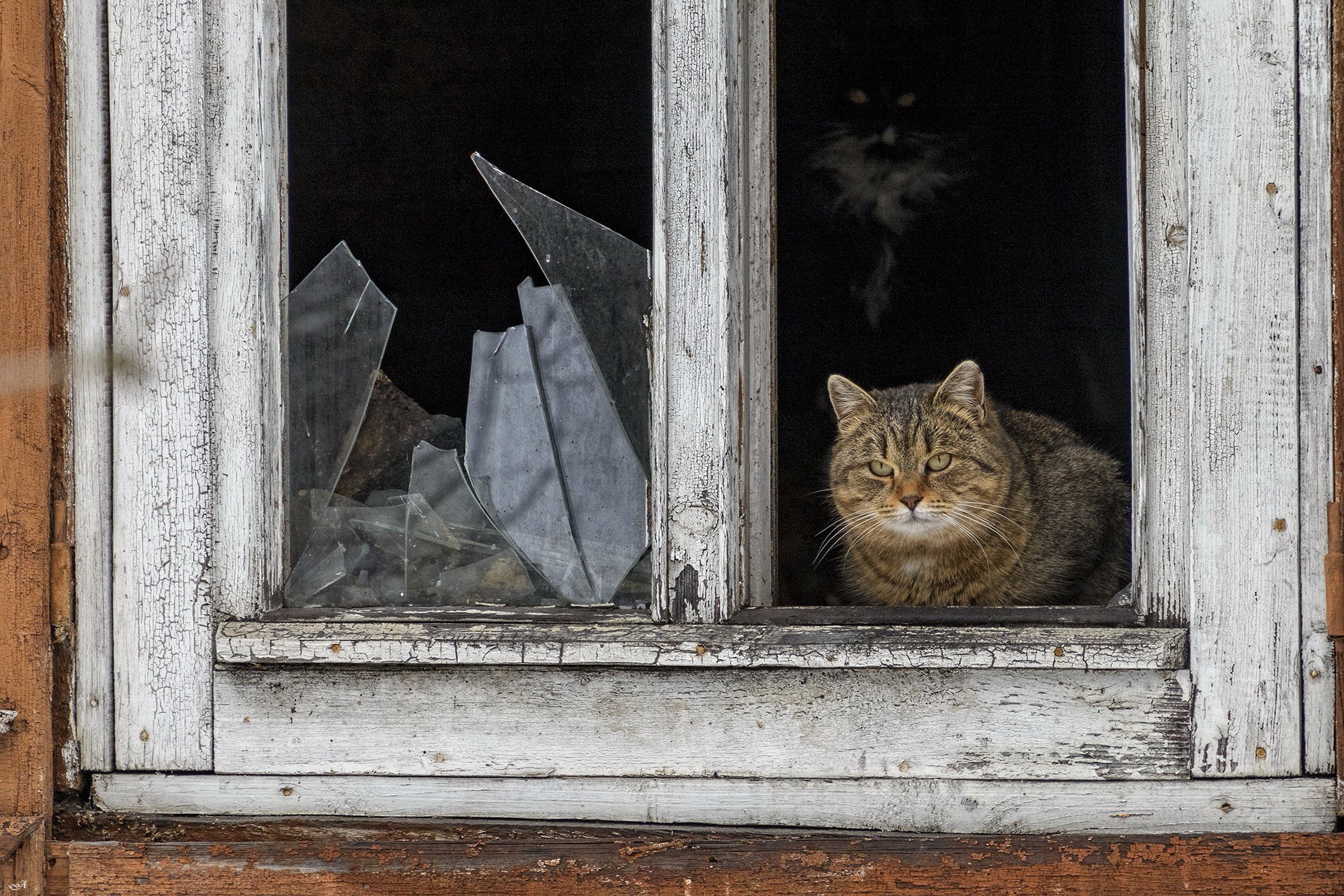 Последний житель старого дома. — Фото №1399583