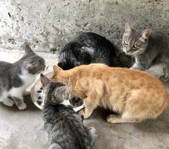 Дворовые коты