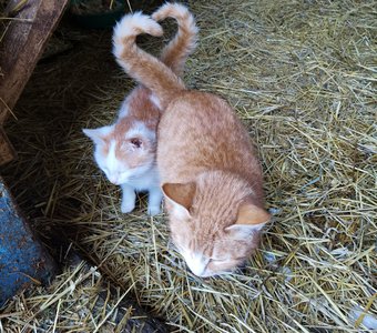 Любовь в каждом движении