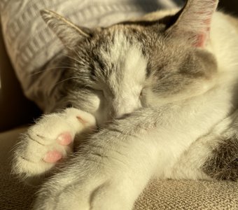 Под солнечными лучами