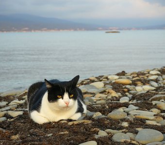 Морской пейзаж с котом.