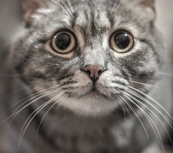 Удивленный котик