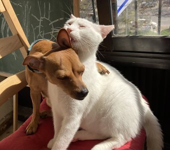 Лучший друг