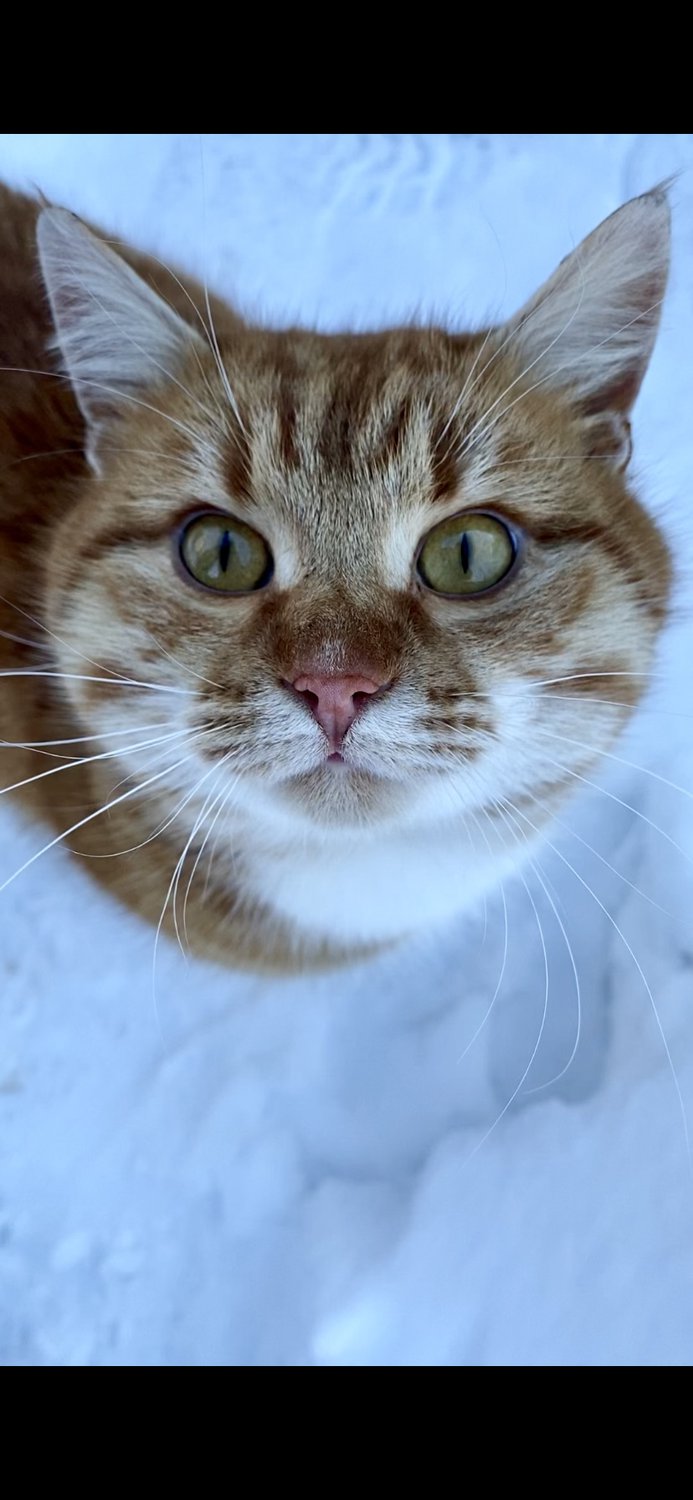 Если бы коты могли говорить