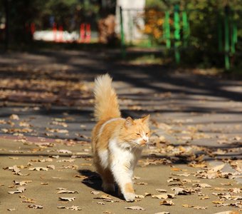 Кот, гуляющий сам по себе