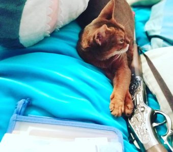 Репетитор. Недорого