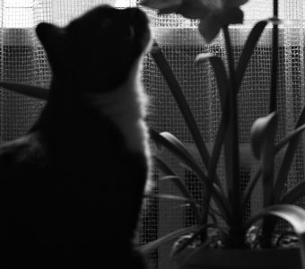 Пушистая нежность